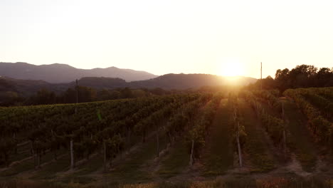 vineyard at sunset with mountains