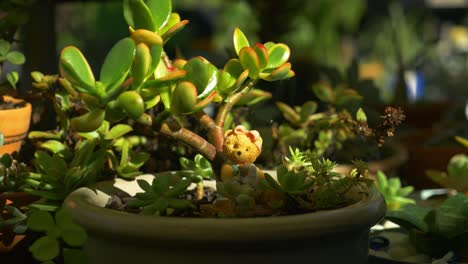 pot of succulent plant decorated in bear - jade plant under the morning sunlight - potted plants and succulents in the garden