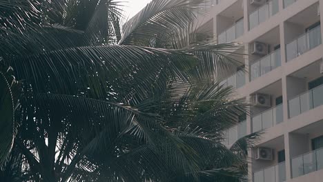 Follaje-De-Palmera-En-Un-Hotel-Moderno-En-Un-Bonito-Día-En-Cámara-Lenta