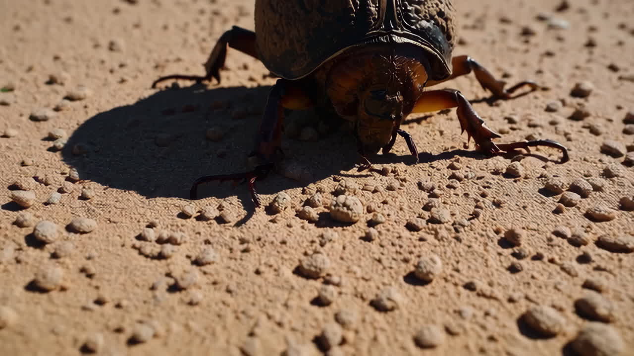 Beetle on Sand