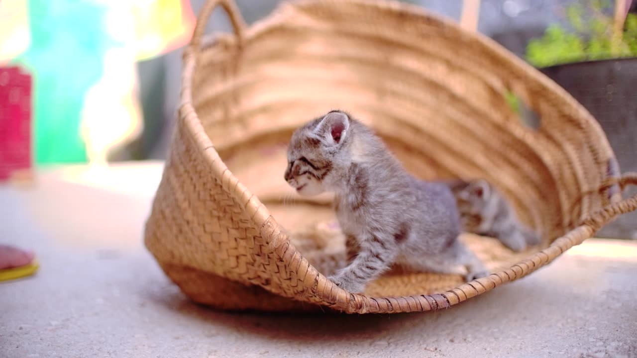 Adorabili cuccioli di gatto in un cesto che imparano a camminare all'aperto.