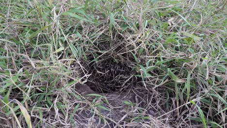 Australian-native-Echidna-digging-a-burrow-covered-in-ants