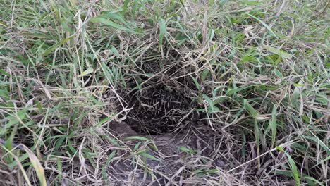 el equidna nativo australiano cavando una madriguera cubierta de hormigas