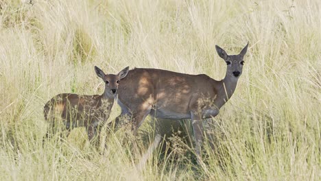 female of pampa deer with a calf in a grassland, natural habitat