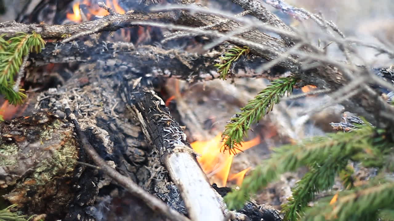 緑の木の枝がキャンプファイヤーで燃える
