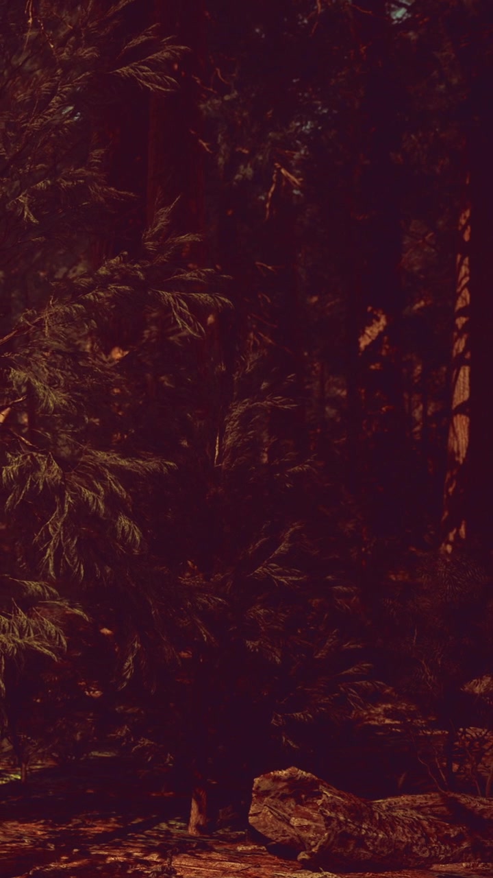Trees and rocks in a dense forest during evening time