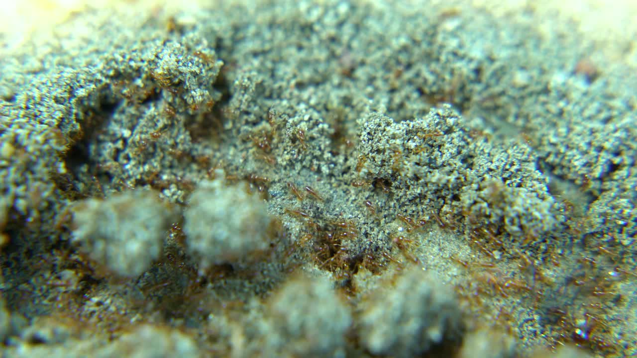 las hormigas marchan a lo largo de la carretera