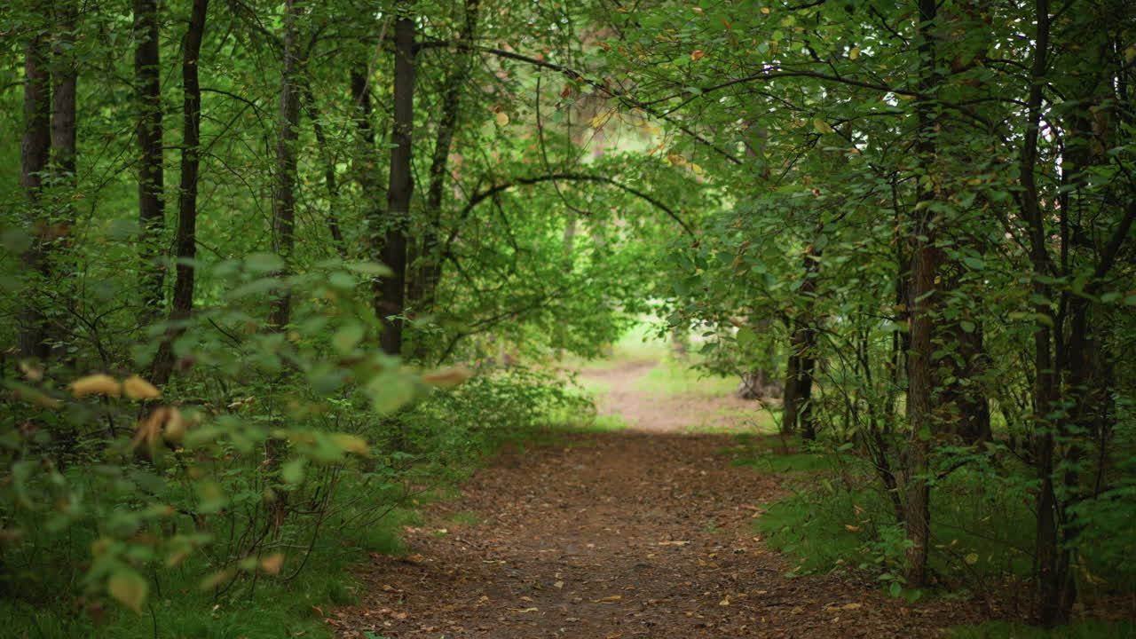 Calm Woodland Stroll, Quiet Walk Through Lush Green Forest Canopy ...