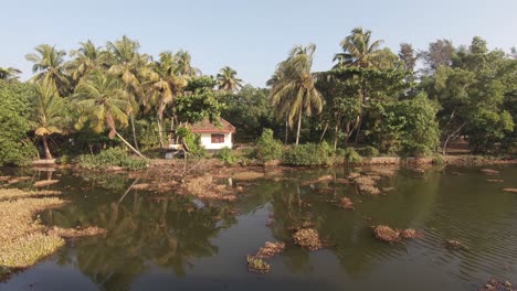 Tropical-vegetation-on-river-shores-at-Alappuzha-or-Alleppey,-India