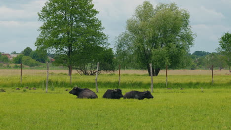 buffalo in a green field