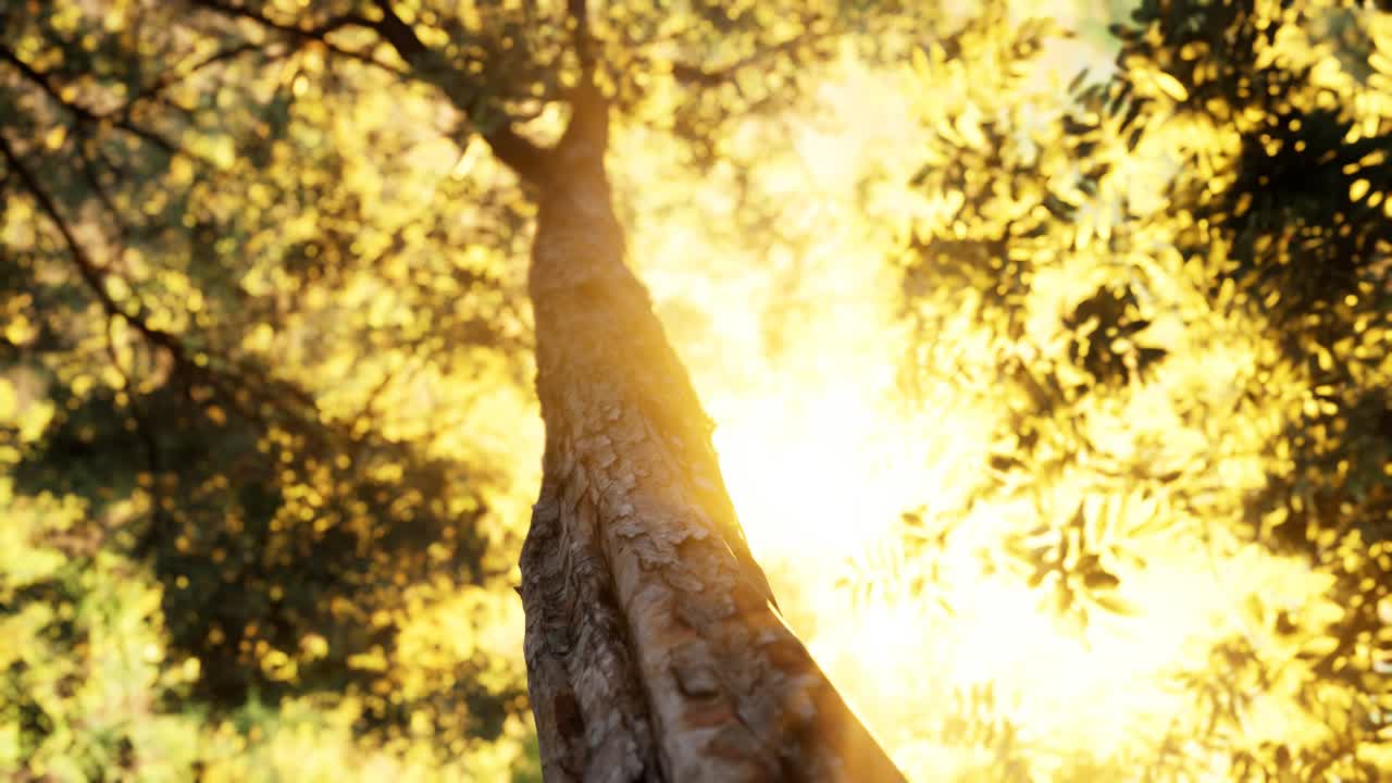 이른 아침 에 안개 가 가득 한 숲