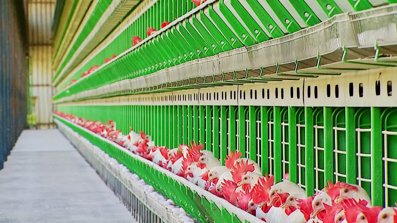 Várias fileiras de gaiolas com muitas galinhas poedeiras se alimentando em um aviário industrial