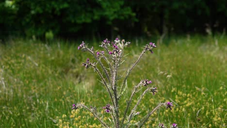 Un-Cardo-Morado-Salvaje-En-Un-Exuberante-Campo-Verde