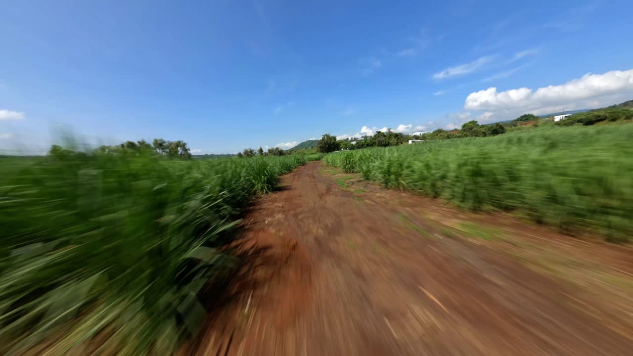 Driving Through a Sugarcane Field