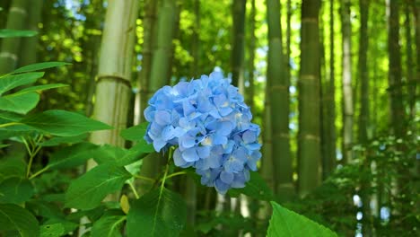 Flor-De-Hortensia-Azul-Claro-En-Plena-Floración-Con-Bambú-Como-Telón-De-Fondo