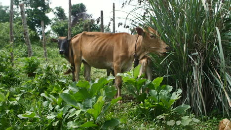 Cows-in-a-Mondolkiri-village-in-Cambodia