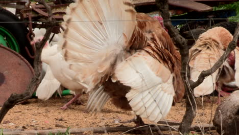 Male-turkey-in-the-mating-ritual,-together-with-a-flock-of-other-birds