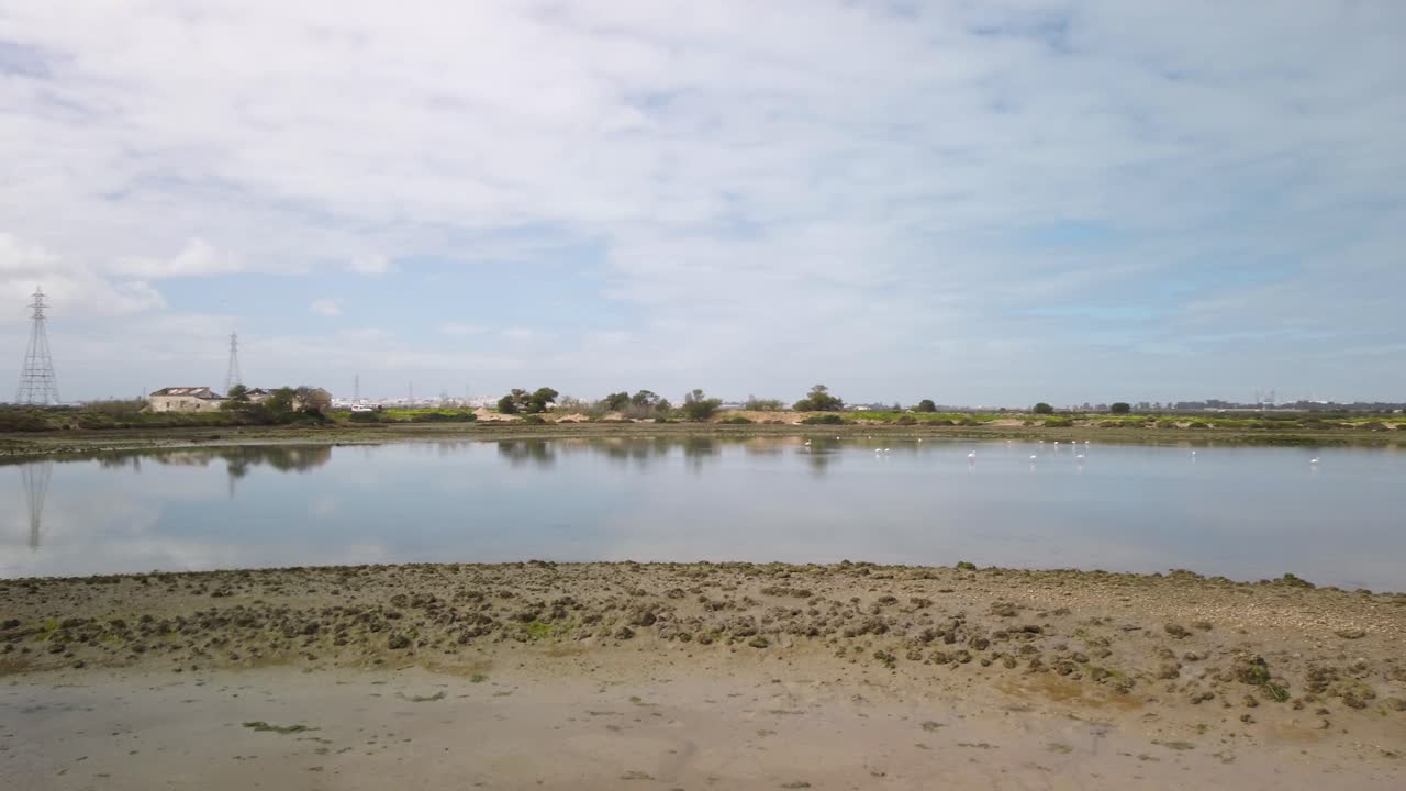 flamencos distantes en las marismas de cadiz, españa, panorama pan derecha