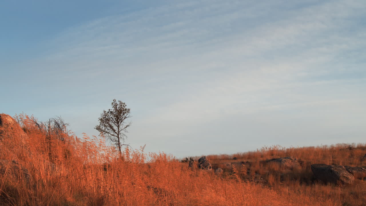 주황색 건초밭 한가운데 일출의 외로운 나무