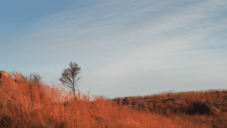 lonely tree at sunrise on the middle of an orange hay field