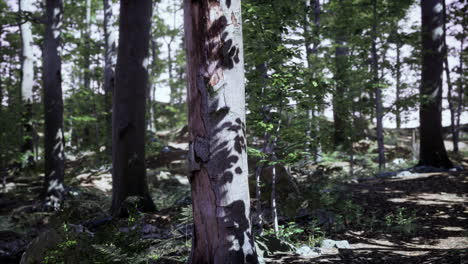 Forest-scene-with-mossy-ground-in-sunny-evening-in-summer