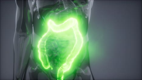 examen de radiología del colon humano