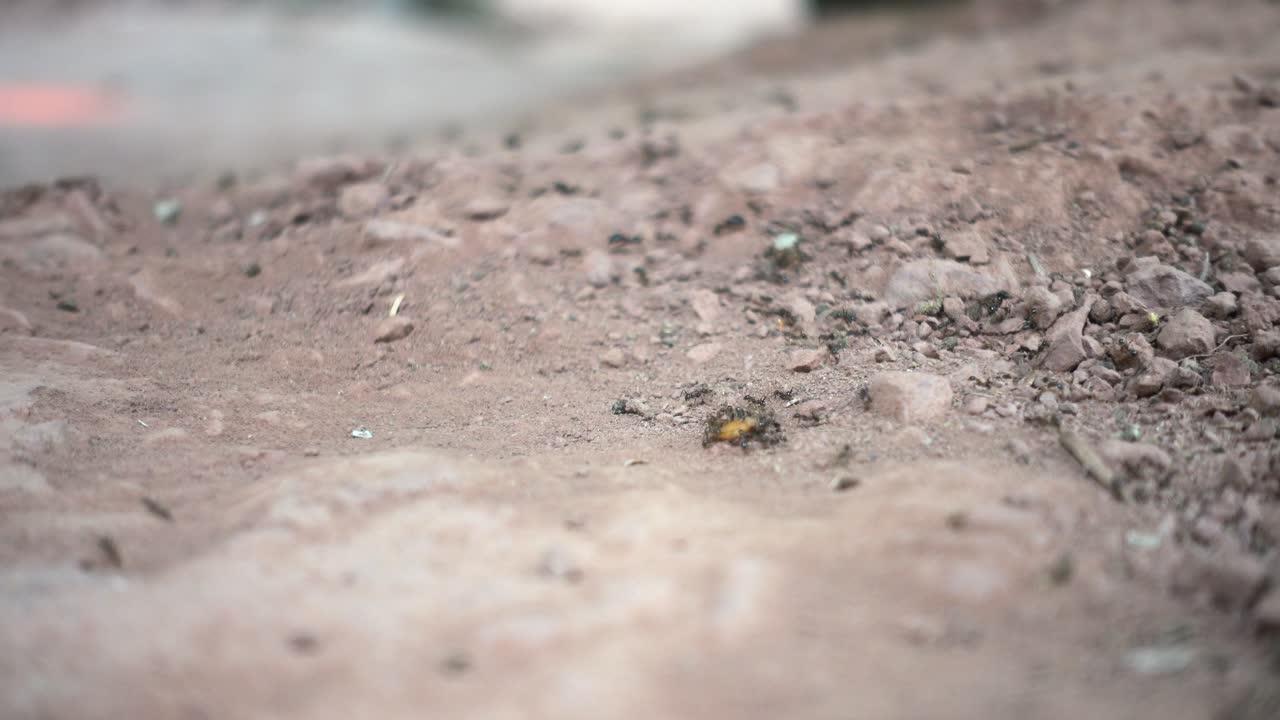 얕은 초점에 과일 한 조각을 들고 있는 개미 떼