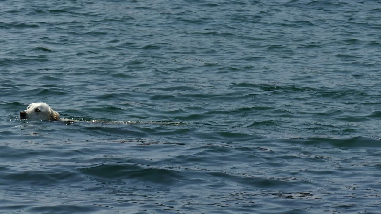 개, 라브라도르, 오흐리드 호수에서 수영