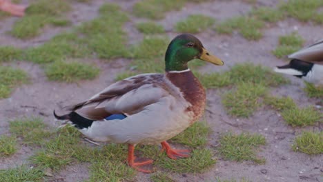 a couple of mallards ducks birds animals straying on the ground in atural cinematic style