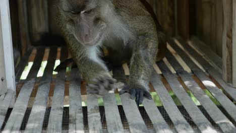 closeup of monkey resting on side then rising to move out of wooden home