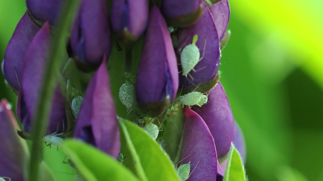 Lupino viola infestato da afidi grigi del lupino in primavera
