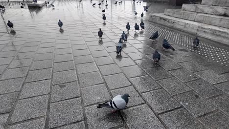 pigeons on steps and plaza