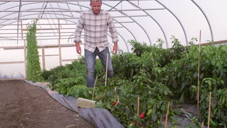 El-Granjero-Revisa-Las-Plantas-De-Chile-En-Invernadero-Filmadas-Con-Cámara-Roja.