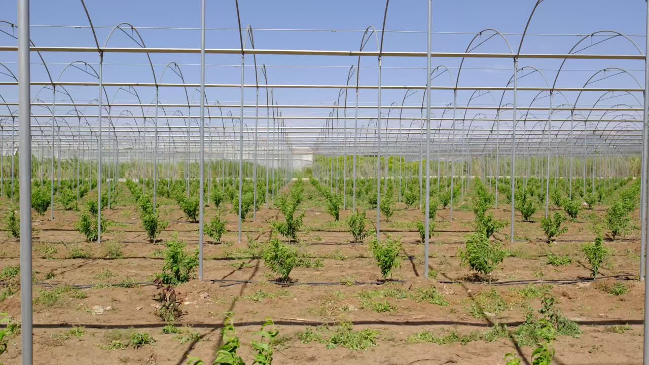 growth processes of fruits in the greenhouse