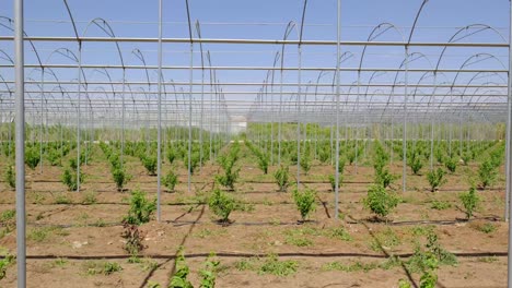 growth processes of fruits in the greenhouse