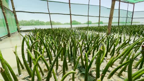 mangrove nursery cultivation in balochistan covered with green netting with slow descending shot