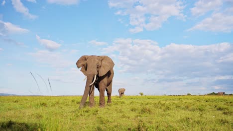 wide angle shot of elephant grazing walking towards the camera, large african wildlife in maasai mara national reserve, kenya, beautiful africa safari animals in coloful masai mara north conservancy