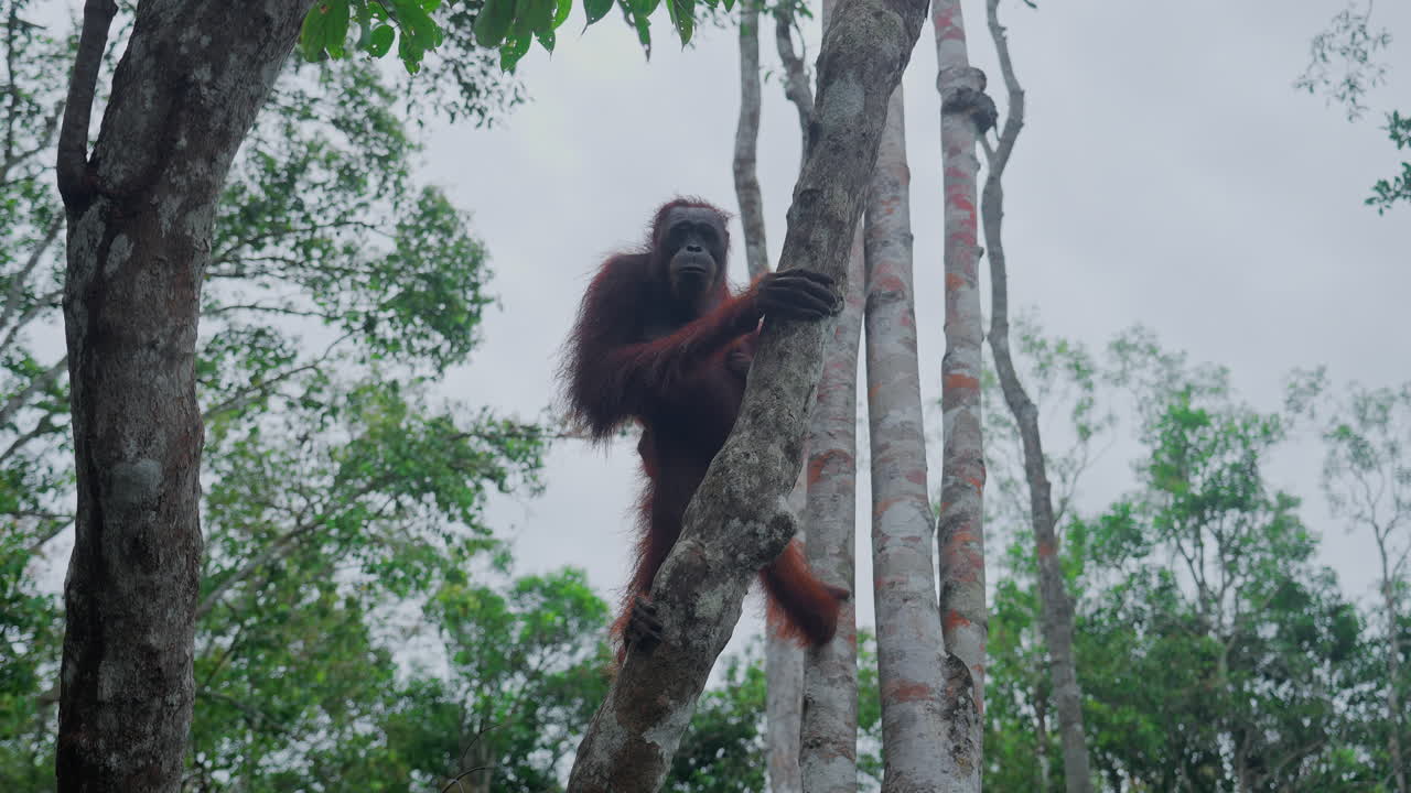 Orangutan in a rainforest tree