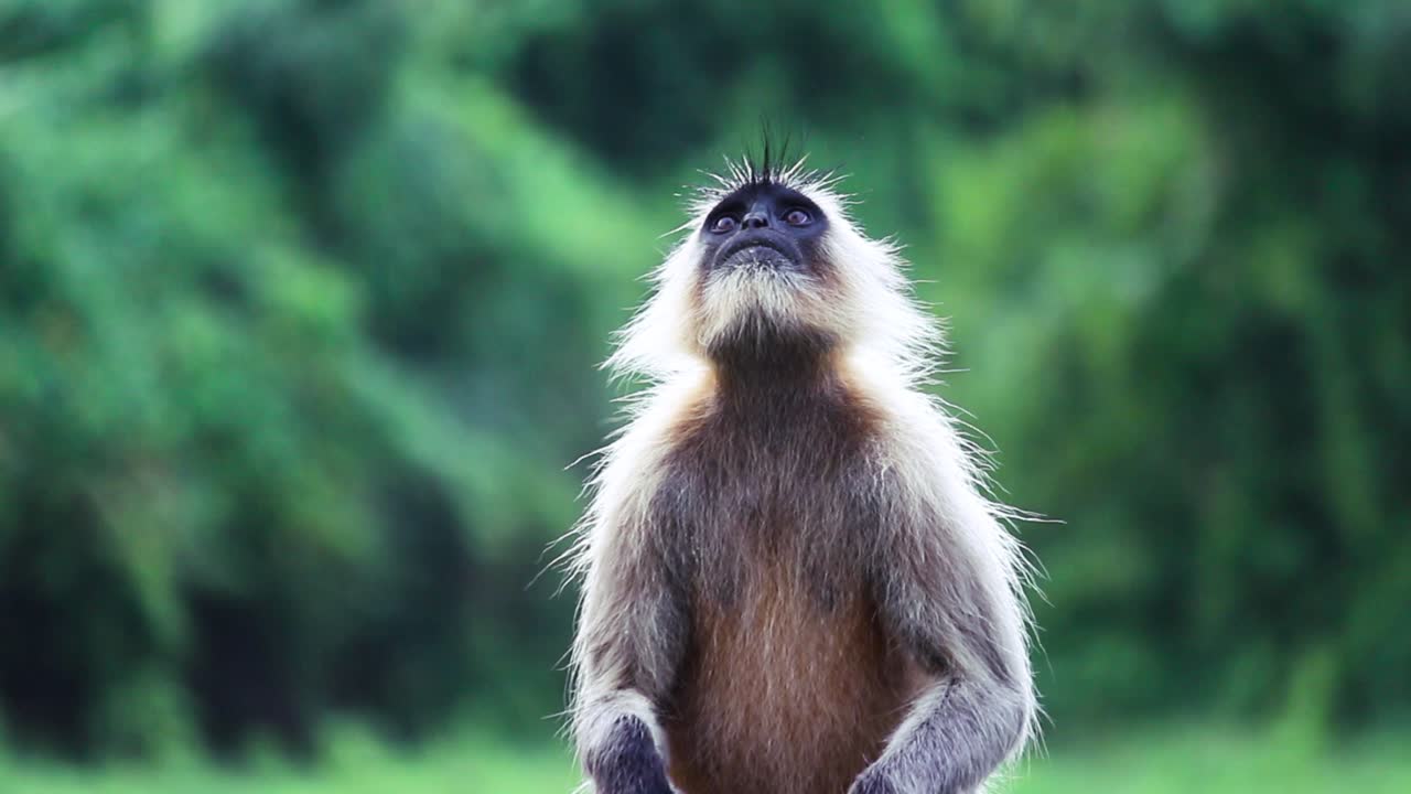 Close-up of wild monkey (langur) looking around in green jungle. Rain or mist gently falling. Perfect for wildlife, nature and animal documentary content