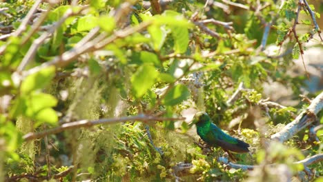 a blue tailed emerald flying on the bush while sucking nectars of flowers - close up shot