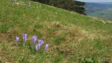 Pascua-En-Los-Alpes-Bávaros,-Alemania