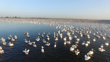 large colony of pelicans