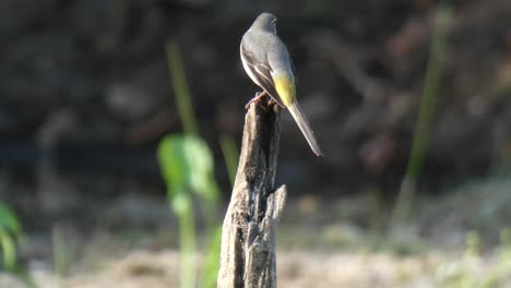 bullocks oriole chilling mp4