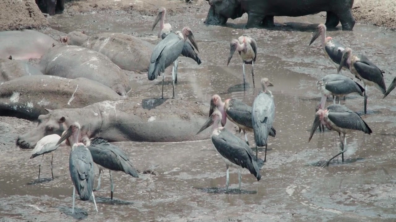 Un gruppo di marabù guada acque poco profonde in cerca di pesce. Ci sono alcuni ippopotami nello stagno. Un marabù sta in piedi sul dorso di un ippopotamo.