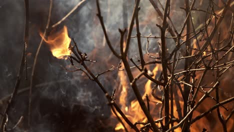 Forest-fire-in-close-up.-The-branches-of-shrubs-and-trees-are-burning-and-smoking.-Wildfires-caused-by-arson-or-nature.-Shot-on-super-slow-motion-camera-1000-fps.