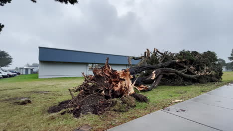 fallen tree in bandon, oregon after a strong wind storm