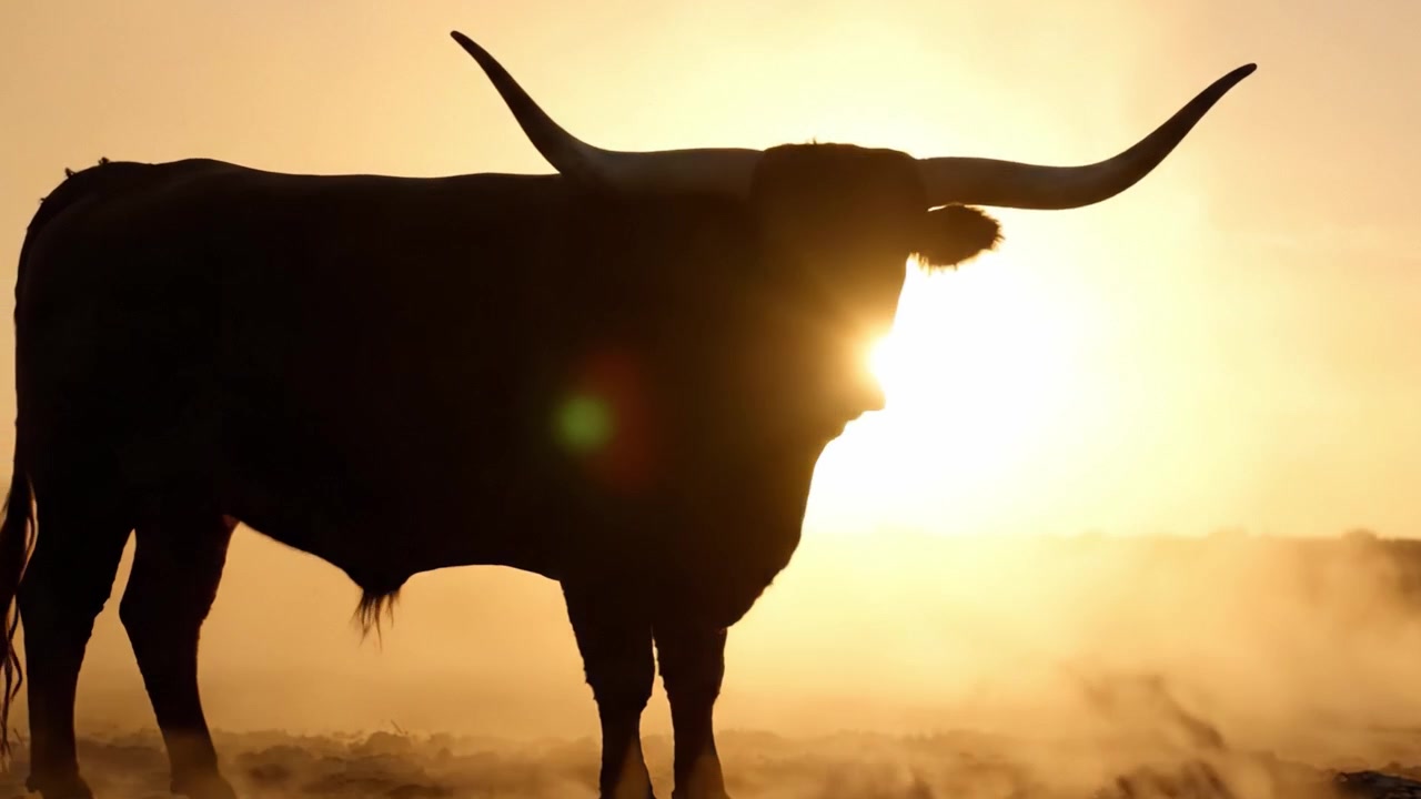 Toro in silhouette al tramonto: Un incontro maestoso con la grazia e la potenza della natura contro uno splendido orizzonte dorato.