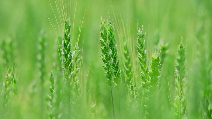 Primo piano di spighe di grano verdi che ondeggiano dolcemente in un campo