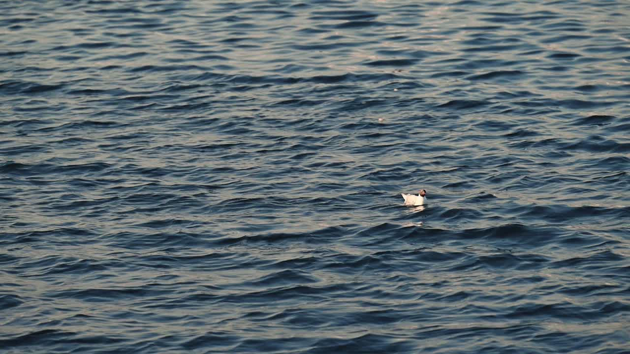 부상을 입은 검은 머리 갈매기가 이른 아침 바물 위에 떠다니고 있다