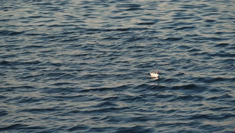 Eine-Verletzte-Lachmöwe-Schwimmt-Am-Frühen-Morgen-Auf-Dem-Meerwasser